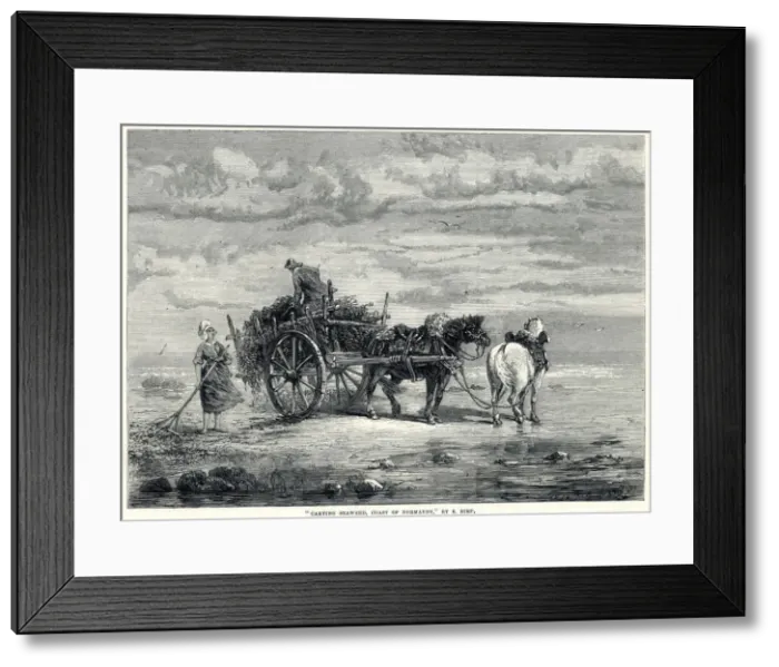 Framed Print : Carting seaweed in Normandy 1872 Framed Print : Carting seaweed in Normandy 1872