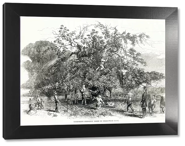 Threshing chestnuts trees in Greenwich Park 1857