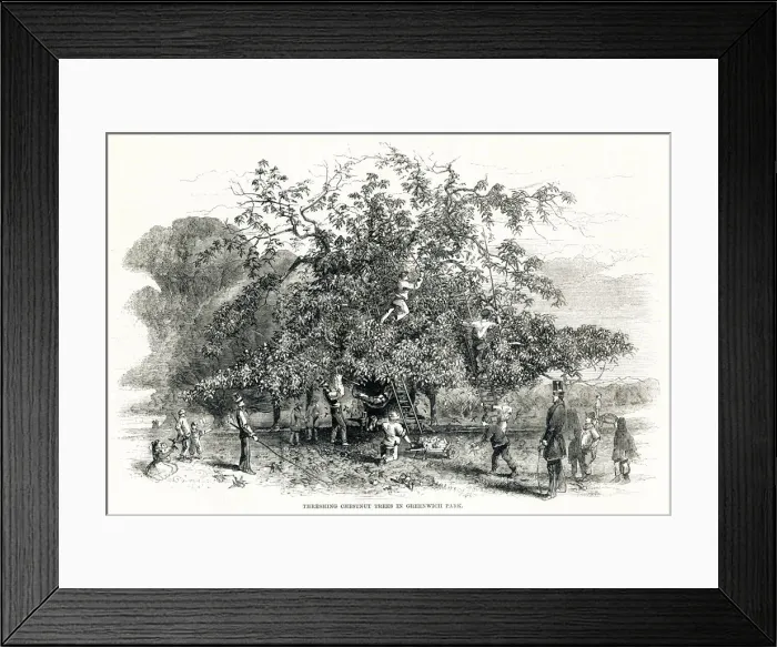 Framed Print : Threshing chestnuts trees in Greenwich Park 1857 Framed Print : Threshing chestnuts trees in Greenwich Park 1857