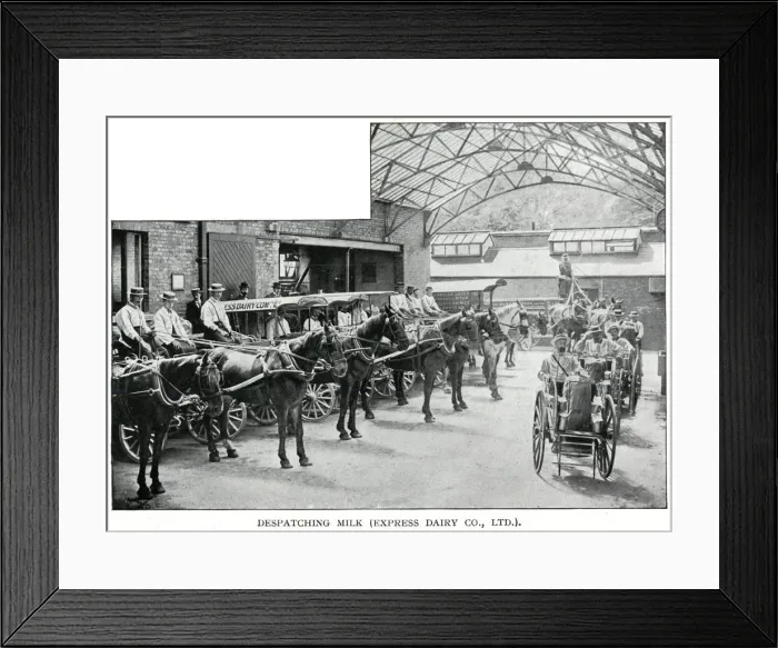 Framed Print : Express Dairy - despatching milk 1902 Framed Print : Express Dairy - despatching milk 1902