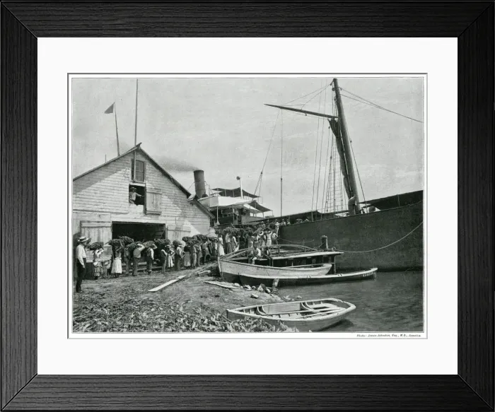 Framed Print : Jamaican export of bananas 1890s