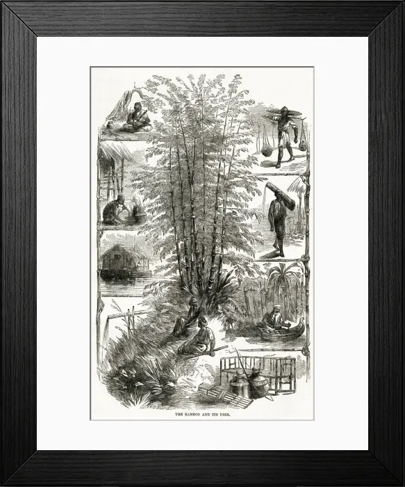Framed Print : Bamboo and its uses in China 1867 Framed Print : Bamboo and its uses in China 1867