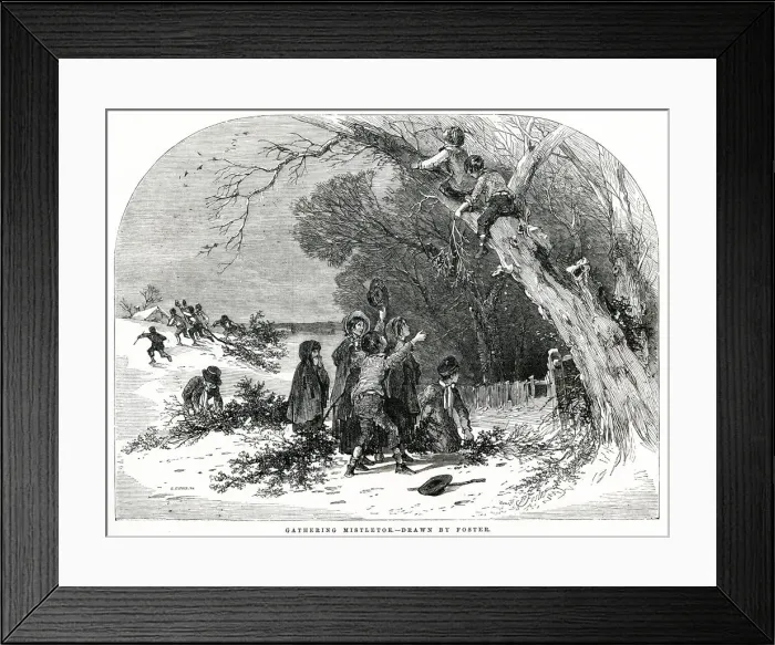 Framed Print : Gathering Mistletoe 1851 Framed Print : Gathering Mistletoe 1851