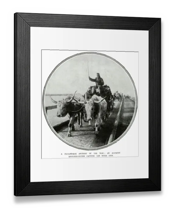 Framed Print : This Austrian cart is being hauled by bullocks Framed Print : This Austrian cart is being hauled by bullocks