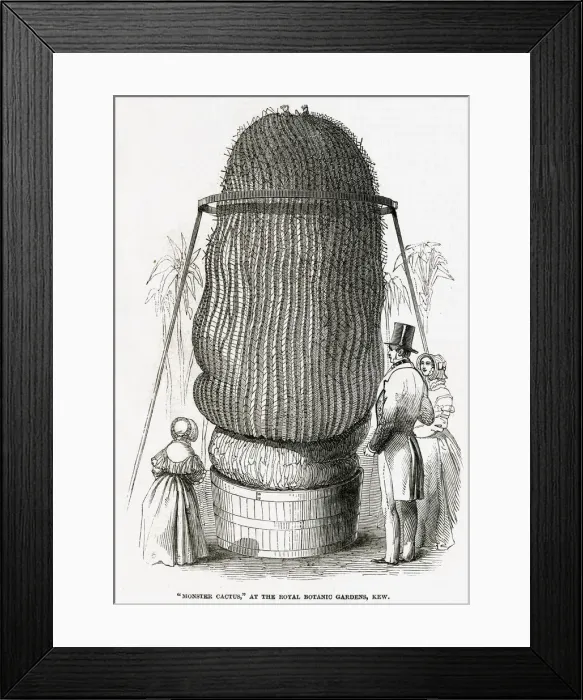 Framed Print : Monster Cactus at Kew Gardens 1846 Framed Print : Monster Cactus at Kew Gardens 1846