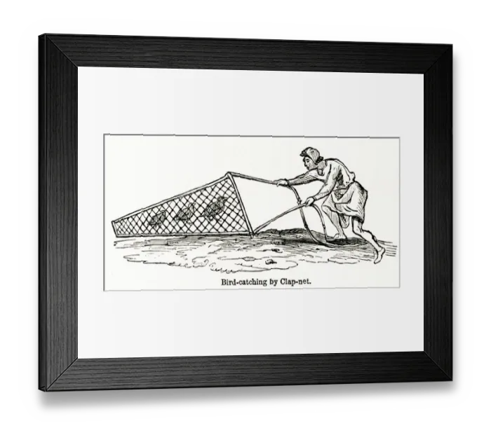 Framed Print : Bird catching by clap-net Framed Print : Bird catching by clap-net