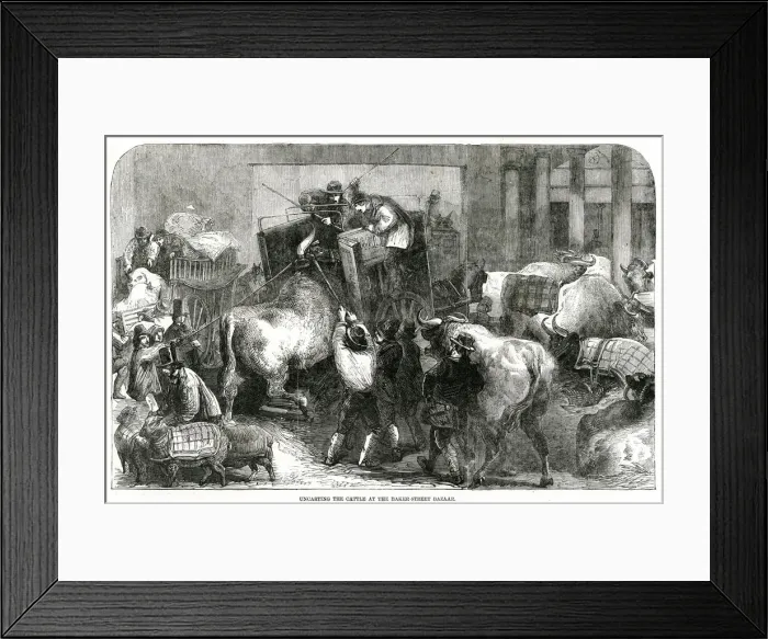 Framed Print : smithfield clubs club christmas cattle cows cow Framed Print : smithfield clubs club christmas cattle cows cow