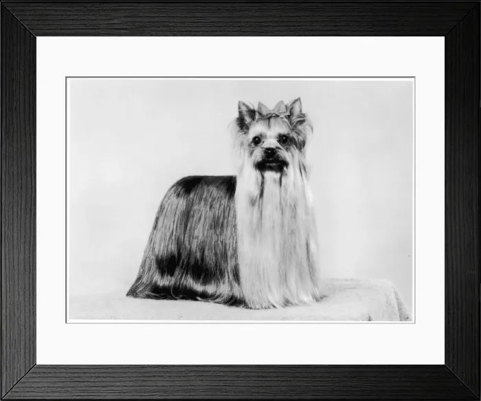 Framed Print : Ch Ozmilion Dedication Framed Print : Ch Ozmilion Dedication