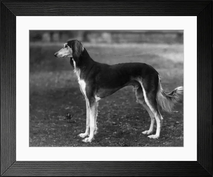 Framed Print : Ch Sarona Gulshere Framed Print : Ch Sarona Gulshere