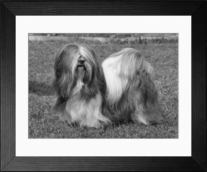 Framed Print : Lhasa Apso Ch Cheska Alexander of Sternroc Framed Print : Lhasa Apso Ch Cheska Alexander of Sternroc
