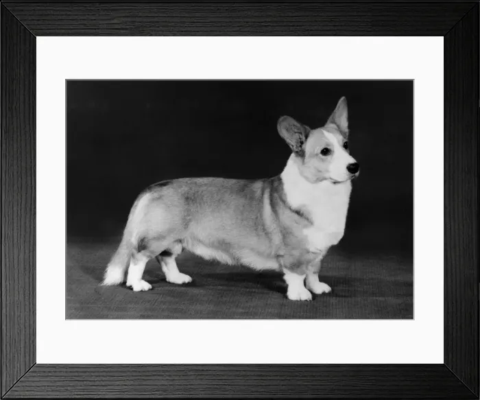 Framed Print : Champion Kentwood Elwyn - Corgi Framed Print : Champion Kentwood Elwyn - Corgi