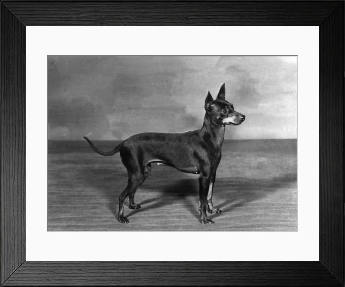 Framed Print : English Toy Terrier - Fall Framed Print : English Toy Terrier - Fall