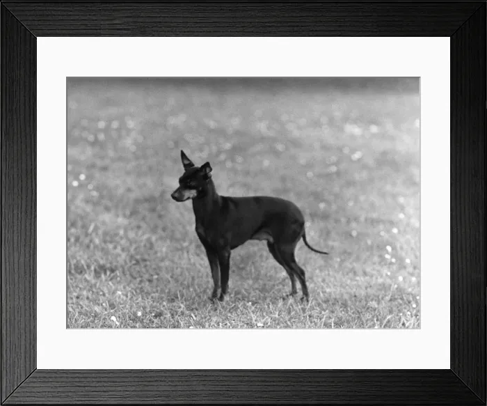 Framed Print : English Toy Terrier - Fall Framed Print : English Toy Terrier - Fall