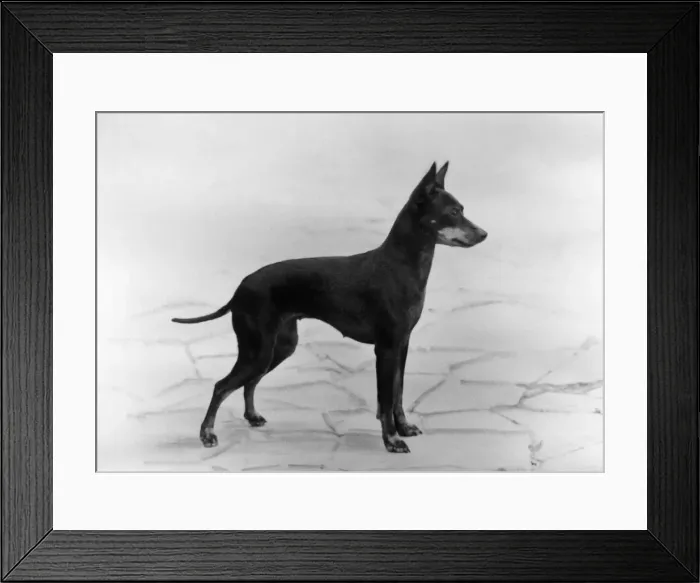 Framed Print : English Toy Terrier - Fall Framed Print : English Toy Terrier - Fall
