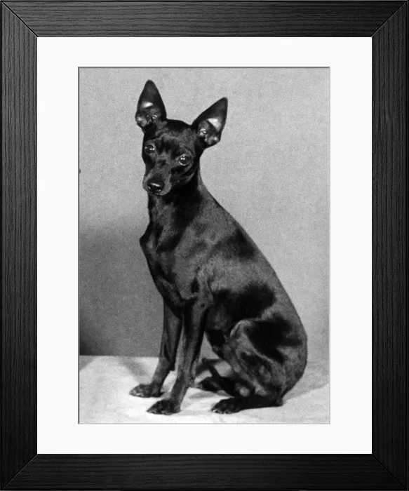 Framed Print : English Toy Terrier - Fall