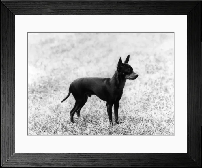 Framed Print : English Toy Terrier - Fall Framed Print : English Toy Terrier - Fall