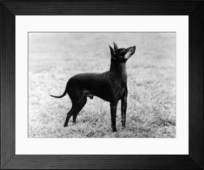 Framed Print : English Toy Terrier - Fall Framed Print : English Toy Terrier - Fall