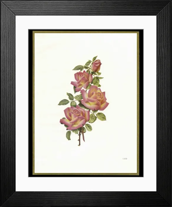Framed Print : Chocolate box design, four pink roses Framed Print : Chocolate box design, four pink roses