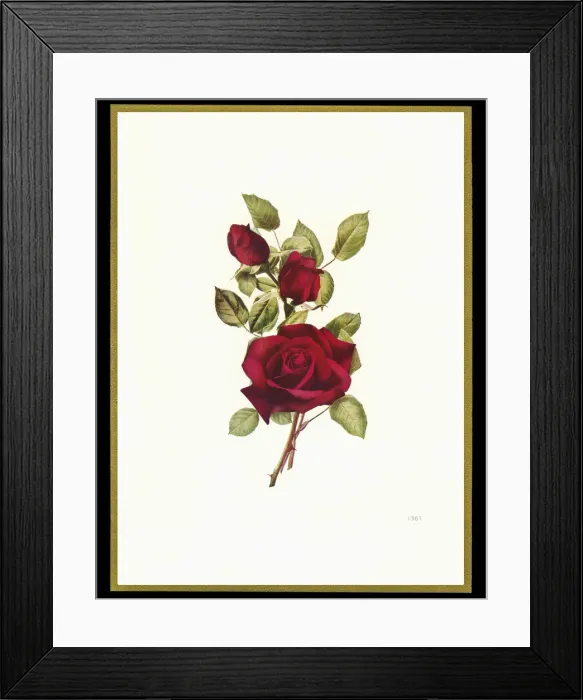 Framed Print : Chocolate box design, three red roses Framed Print : Chocolate box design, three red roses