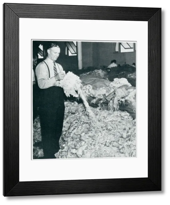 Framed Print : Entire wool clip from Australia bound for Britain 1939 Framed Print : Entire wool clip from Australia bound for Britain 1939