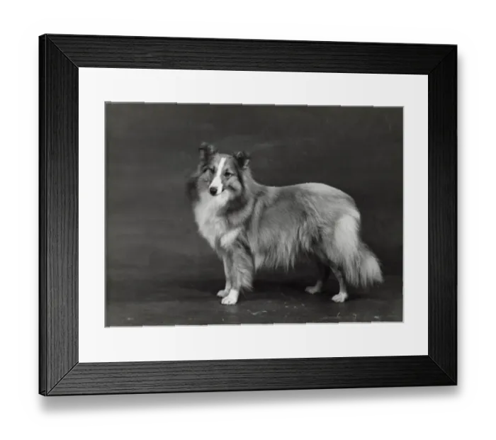 Framed Print : HALLINWOOD GOLDEN FETTER, Shetland Sheepdog Framed Print : HALLINWOOD GOLDEN FETTER, Shetland Sheepdog