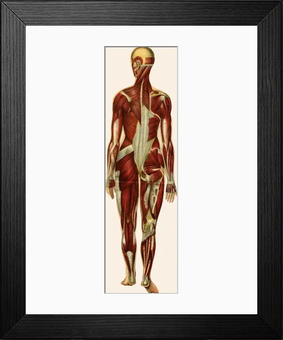 Framed Print : Unfolding female anatomy Framed Print : Unfolding female anatomy