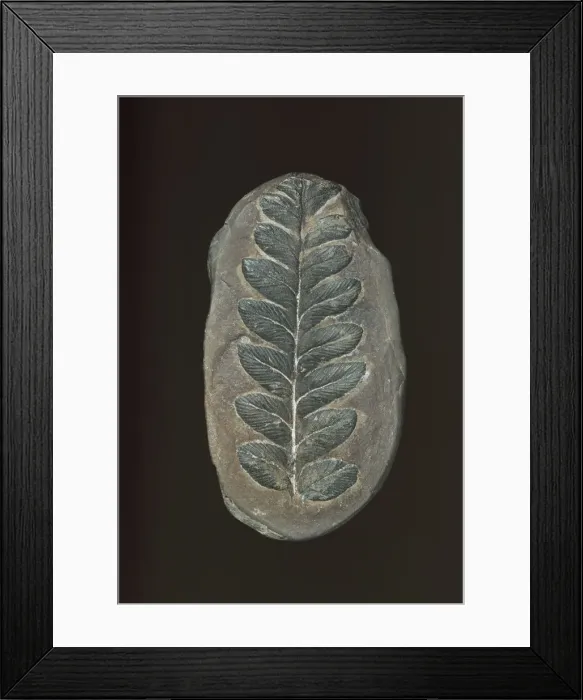 Framed Print : Mariopteris muricata, seed fern Framed Print : Mariopteris muricata, seed fern