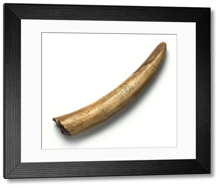 Framed Print : Engraved mammoth tusk Framed Print : Engraved mammoth tusk