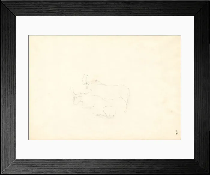 Framed Print : Antelope. Ff. 24. Drawing by George Forster (1754-1794) Framed Print : Antelope. Ff. 24. Drawing by George Forster (1754-1794)