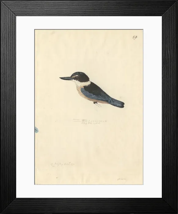 Framed Print : Todiramphus sanctus, sacred kingfisher Framed Print : Todiramphus sanctus, sacred kingfisher