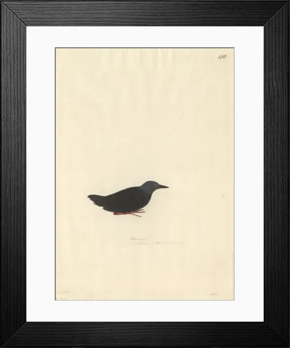 Framed Print : Porzana tabuensis, spotless crake Framed Print : Porzana tabuensis, spotless crake