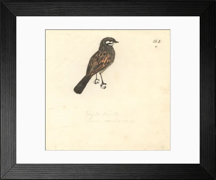 Framed Print : Emberiza capensis, Cape bunting Framed Print : Emberiza capensis, Cape bunting