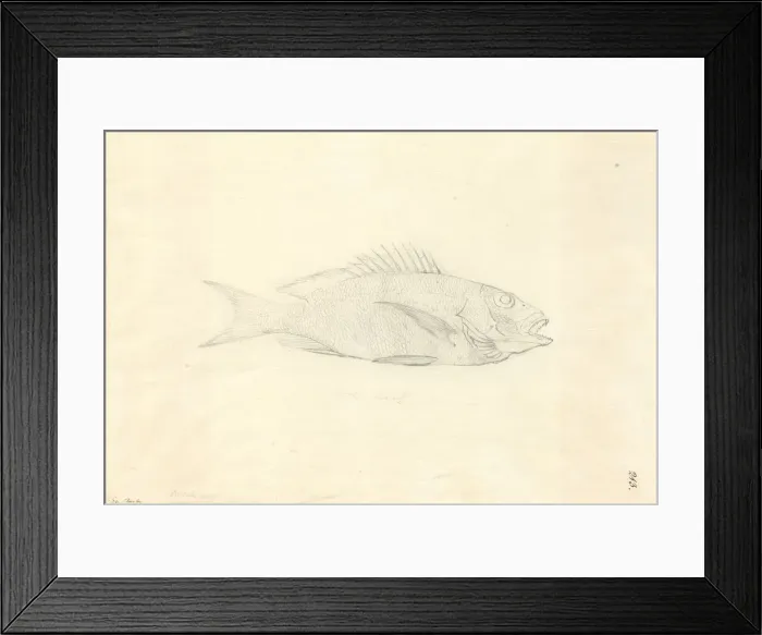 Framed Print : Lutjanus fulvus, blacktail snapper Framed Print : Lutjanus fulvus, blacktail snapper