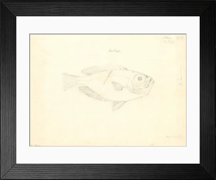 Framed Print : Ff. 219 sketch by George Forster Framed Print : Ff. 219 sketch by George Forster