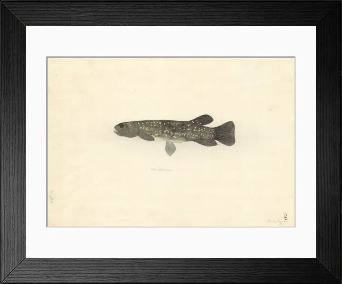 Framed Print : Galaxias argenteus, giant kokopu Framed Print : Galaxias argenteus, giant kokopu