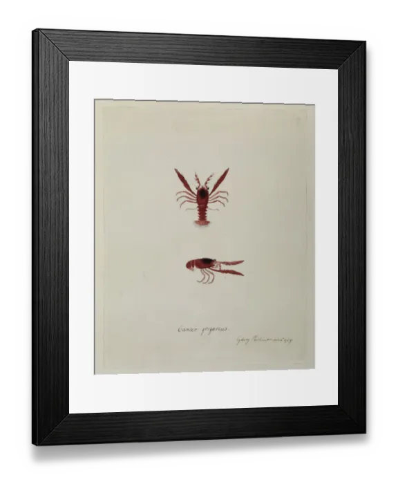 Framed Print : Munida gregaria, lobster krill Framed Print : Munida gregaria, lobster krill