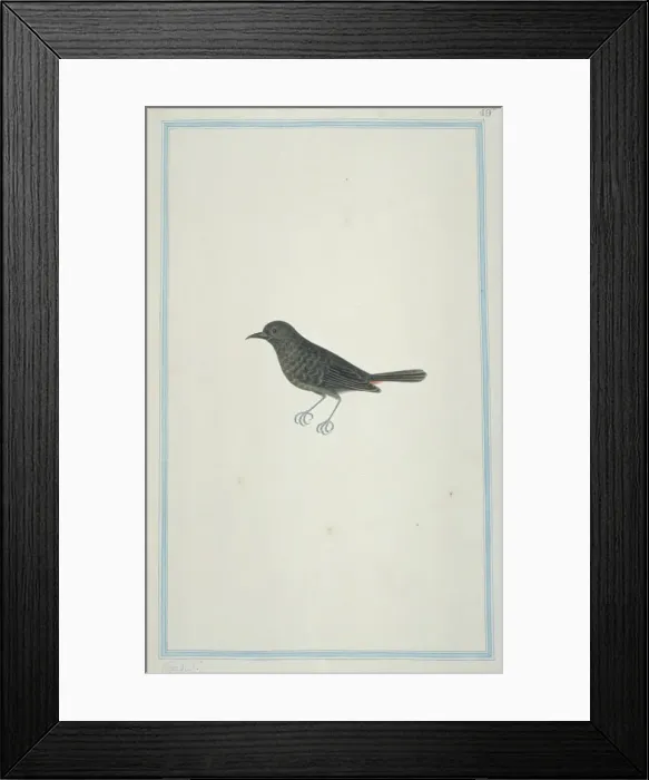 Framed Print : Thamnolaea cinnamomeiventris, mocking cliffchat Framed Print : Thamnolaea cinnamomeiventris, mocking cliffchat