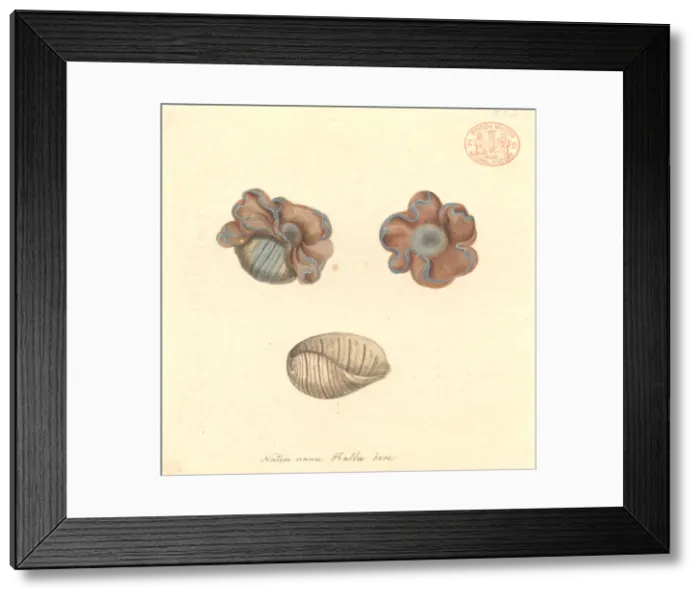 Framed Print : Hydatina physis, rose-petal bubble shell Framed Print : Hydatina physis, rose-petal bubble shell