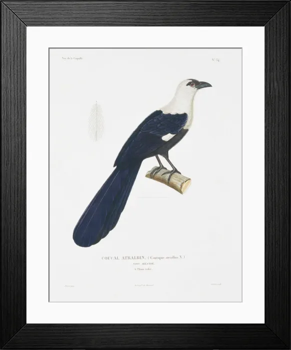 Framed Print : Centropus ateralbus, pied coucal Framed Print : Centropus ateralbus, pied coucal