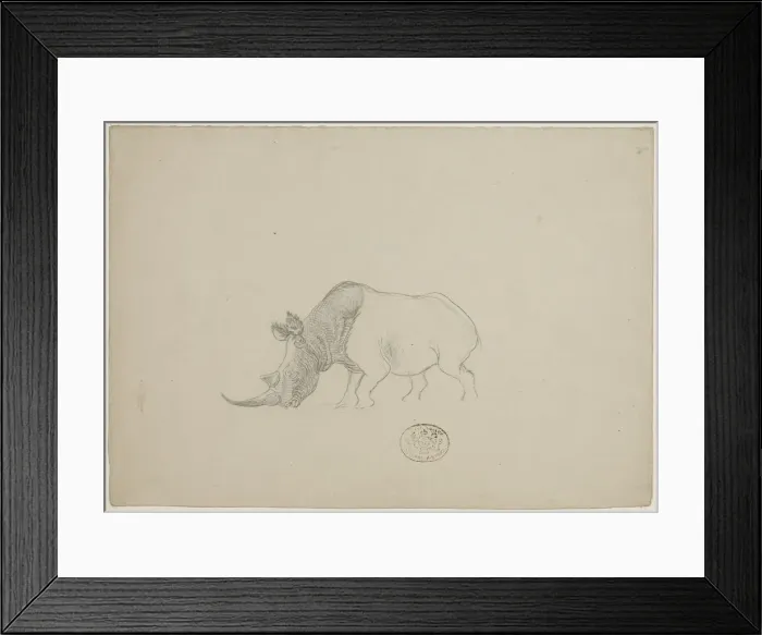 Framed Print : Ceratotherium simum, white rhinoceros Framed Print : Ceratotherium simum, white rhinoceros