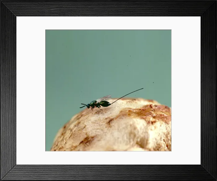 Framed Print : Female parasitic wasp Framed Print : Female parasitic wasp