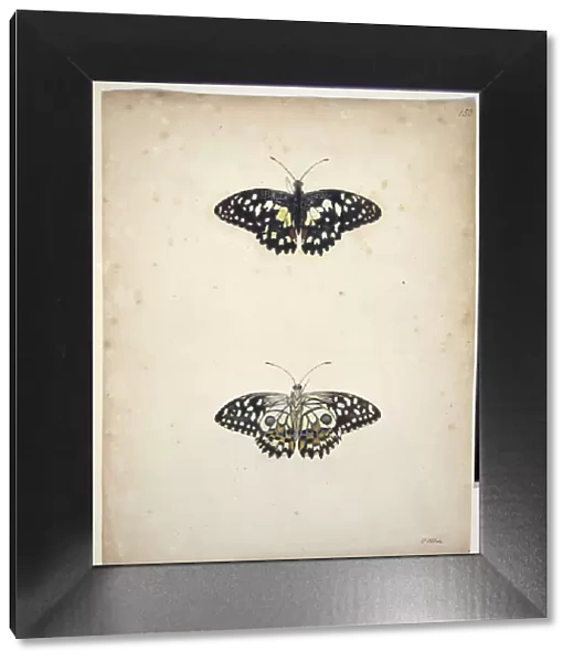 Unpublished lepidoptera watercolour by Eleazar Albin