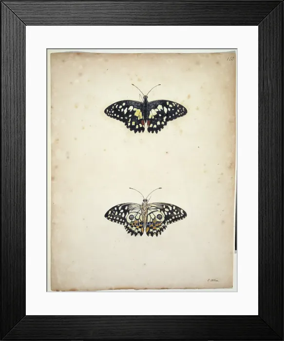 Framed Print : Unpublished lepidoptera watercolour by Eleazar Albin Framed Print : Unpublished lepidoptera watercolour by Eleazar Albin