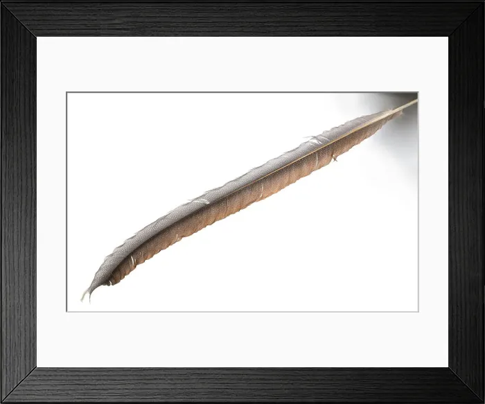 Framed Print : Argusianus argus, great argus Framed Print : Argusianus argus, great argus