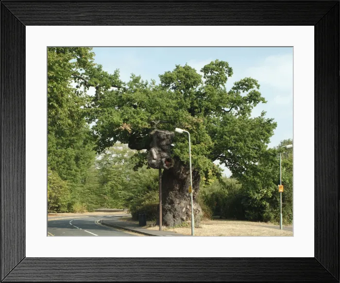 Framed Print : Quercus sp. crouch oak Framed Print : Quercus sp. crouch oak