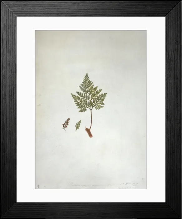 Framed Print : Davallia canariensis (L. ) Sm. hares foot fern Framed Print : Davallia canariensis (L. ) Sm. hares foot fern