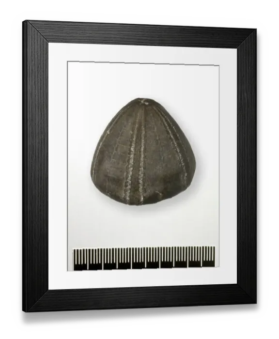 Framed Print : Conulus albogalerus (Leske), Shepherds Crown echinoid Framed Print : Conulus albogalerus (Leske), Shepherds Crown echinoid