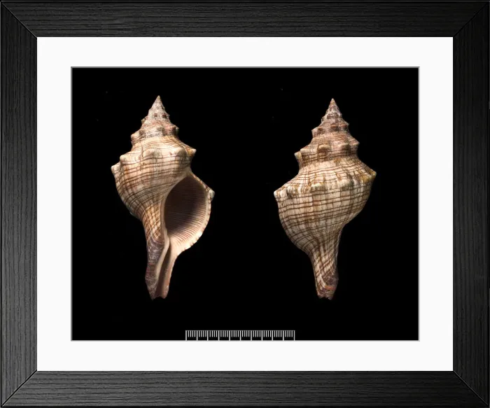 Framed Print : Pleuroploca trapezium, trapezium horse conch Framed Print : Pleuroploca trapezium, trapezium horse conch