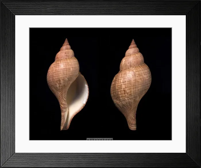 Framed Print : Fasciolaria tulipa, true tulip Framed Print : Fasciolaria tulipa, true tulip