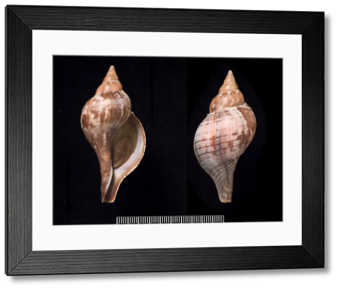 Framed Print : Fasciolaria tulipa, true tulip Framed Print : Fasciolaria tulipa, true tulip